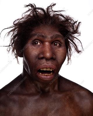 Turkana Boy model - Stock Image - C021/3768 - Science Photo Library