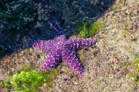 Purple Sea Star Coming Out Of Shadow