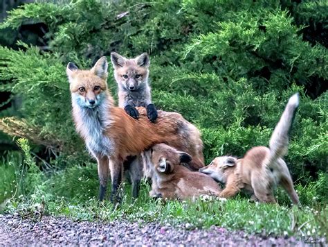 Red Fox Family Photograph by Judi Dressler - Pixels