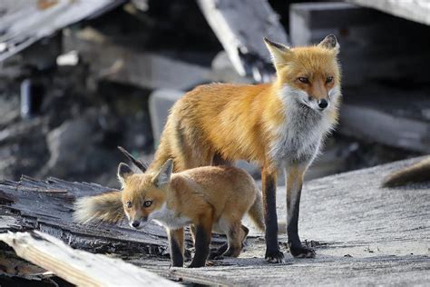 Red Fox family Photograph by Fusheng Zhang | Pixels