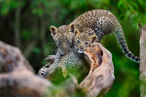 Two Leopard Cubs Playing on a Dry Tree in Masai Mara, Kenya Stock Photo - Image of predator ...