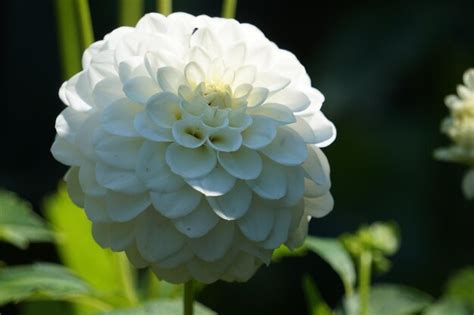 Premium Photo | White dahlia flower in garden