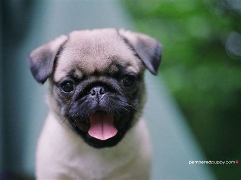 Pug Puppy Wallpapers - Wallpaper Cave