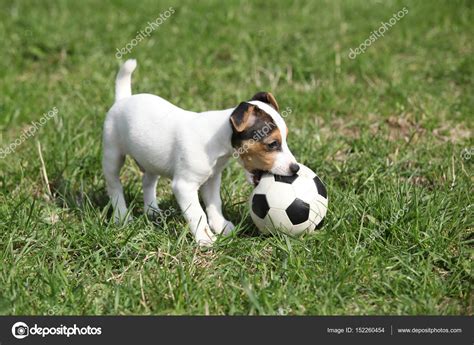 Dollzis: Jack Russell Puppy Playing