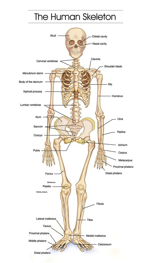 Detailed Human Skeleton Diagrams - Health, Medicine and Anatomy Reference Pictures | Ideas for ...