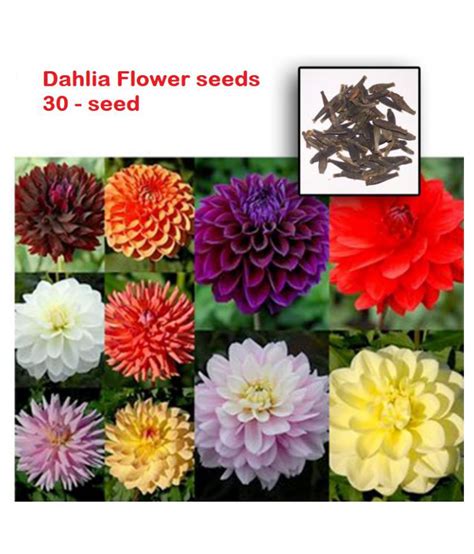 Buy Dalhia Seed / Dahlia Hybrids Mixed Color - Dahlia Flower - 20 Seeds ...