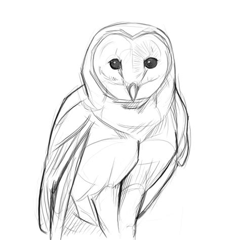 White Owl Drawing at GetDrawings | Free download