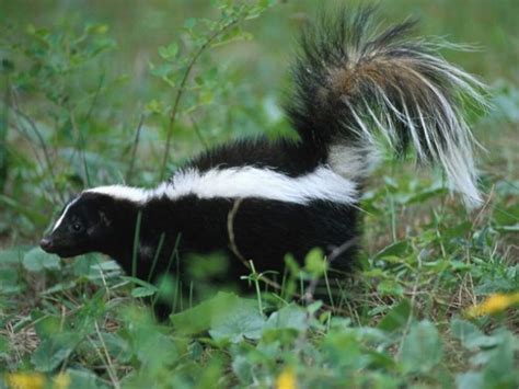 skunk tail - group picture, image by tag - keywordpictures.com