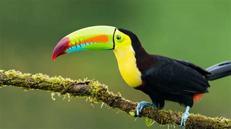 Unknown Facts About Toucans You Want To Read | FunFacToday.com