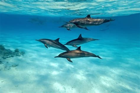 wild-dolphins-swimming-underwater - FAWNA Inc.