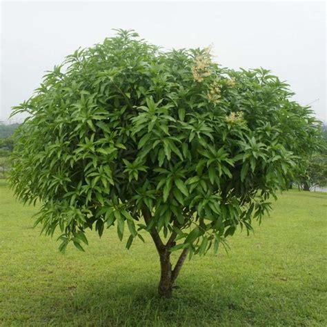 Mango haden living fruit tree » Tropical Plantae