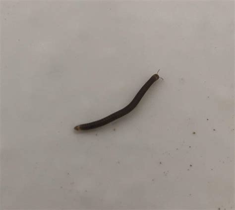 [SoCal] Drain fly larvae? : r/whatsthisbug