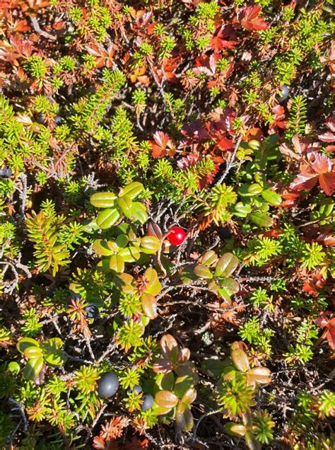 On The Roof of Hokkaido, Japan's First Autumn Colors | JAPAN Forward