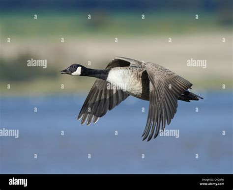 Canada goose in flight Stock Photo - Alamy