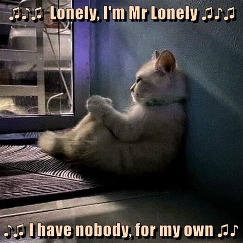 Mr Lonely ♫♪♫ ♪♫ - Lolcats - lol | cat memes | funny cats | funny cat pictures with words on ...