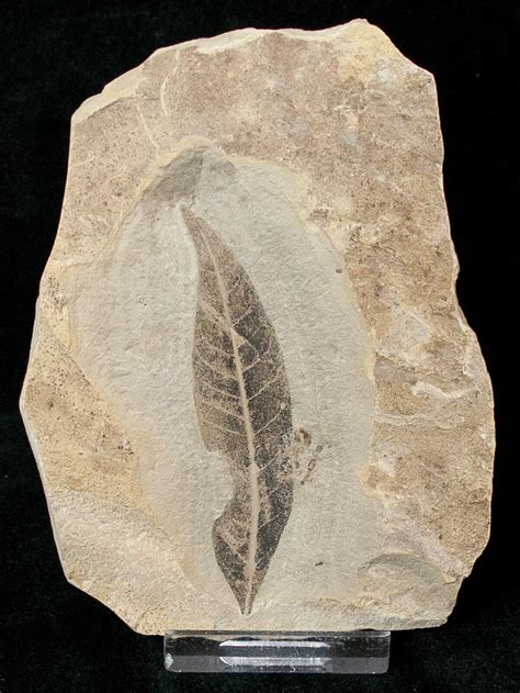 Unidentified Fossil Leaf - Green River Formation (#16826) For Sale - FossilEra.com