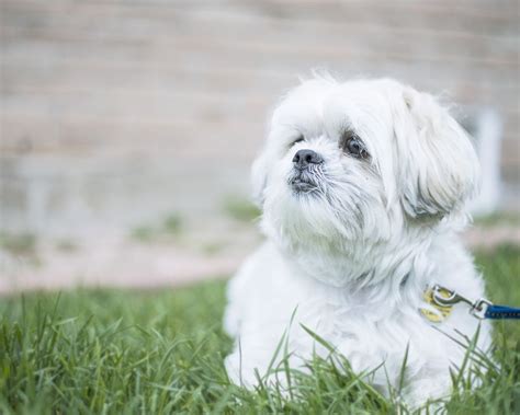 How Many Puppies Can A Maltese Shih Tzu Have