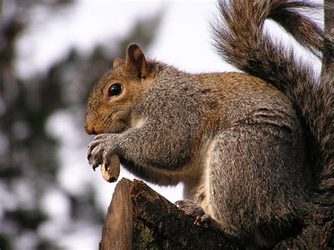 Squirrel eating peanut stock image. Image of squirrels - 1439163