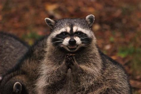 Create meme "revenge of the raccoon, evil raccoon, insidious raccoon " - Pictures - Meme-arsenal.com