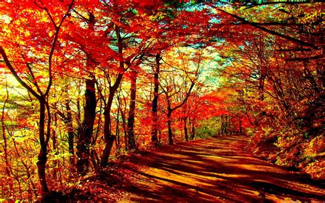 Autumn Forest MacBook Air Wallpaper Download | AllMacWallpaper