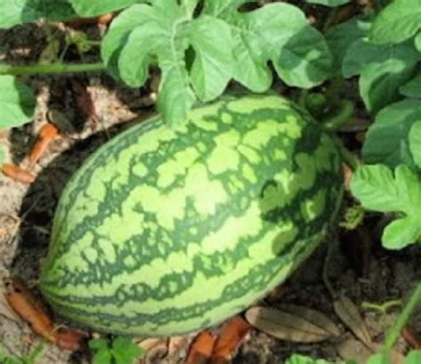 Instant Latch 25 Florida Giant Watermelon Seeds | Non-GMO | Heirloom | Fresh Garden Seeds ...