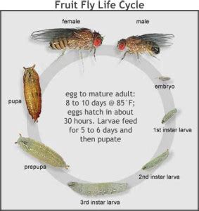 Fruit Fly control - PEST CONTROL CANADA