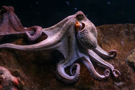 Octopus arms ‘can make decisions on their own, without the brain’