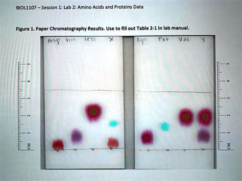 SOLVED: BIOL1107 Session 1: Lab 2: Amino Acids and Proteins Data Figure 1. Paper Chromatography ...