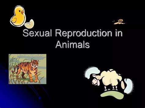 PPT - Sexual Reproduction in Animals PowerPoint Presentation - ID:4494763