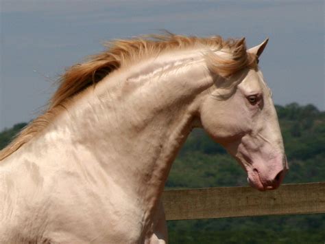 Lusitano Horse Breed Information, History, Videos, Pictures