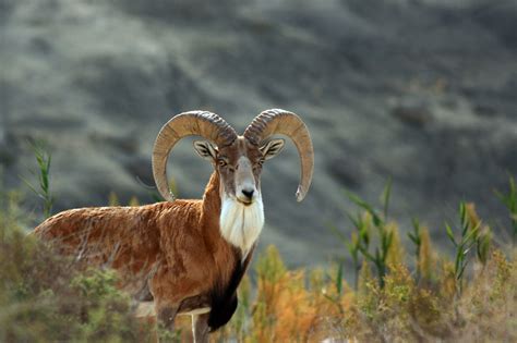 Transcaspian Urial Sheep Hunts | Stone Creek Ranch