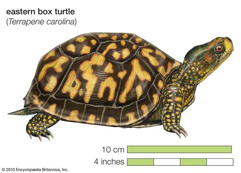 Common box turtle | reptile | Britannica