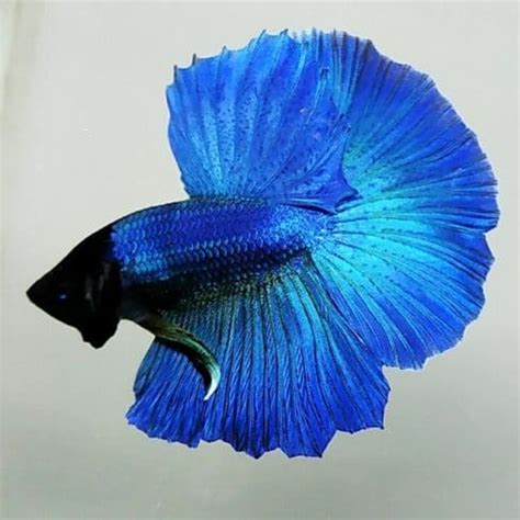 Royal Blue Halfmoon Betta For Sale - Center of content and betta fish for sale