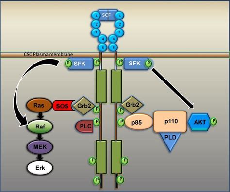 Signal Transduction in SCF Activated c-Kit Receptor: The ligand for ...