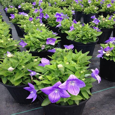 OnlinePlantCenter 1 Gal. Dwarf Blue Balloon Flower Plant-P3865G1 - The Home Depot