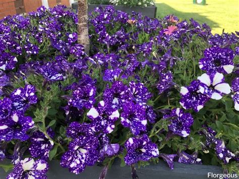 Top 7 Petunia Companion Plants and What Not to Grow | Florgeous