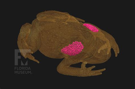 Cane Toad Parotoid Glands – Digital Imaging Division