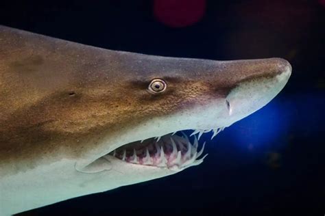 Shark teeth from millions of years ago solve mystery of Earth's ancient climate - Daily Geek Report