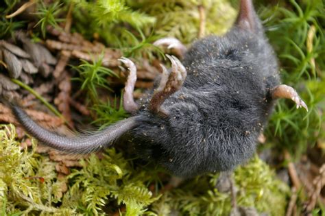 Shrew Mole | Animals Happen Wildlife Control