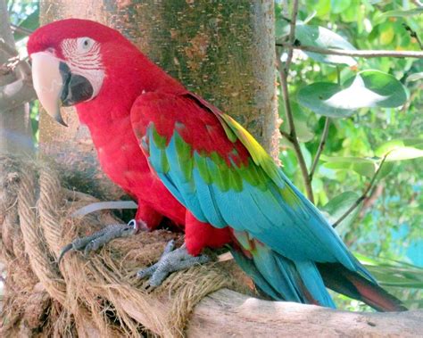 Parrot at Jungle Island | Smithsonian Photo Contest | Smithsonian Magazine