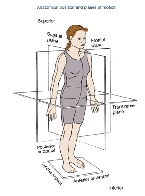 the position of the human body in order to see what it is and how it works