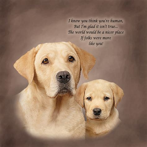 Labrador Retriever Quotes. QuotesGram