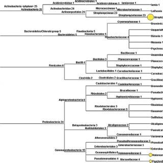 General scheme of the sponge-associated bacterial diversity and... | Download Scientific Diagram