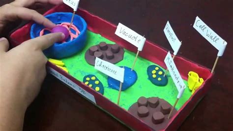 How To Make 3D Plant Cell Model Project