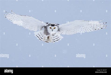 Snowy owl in flight Stock Photo - Alamy