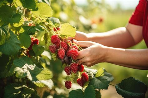 Premium AI Image | Female hands caring for raspberry bushes during harvesting