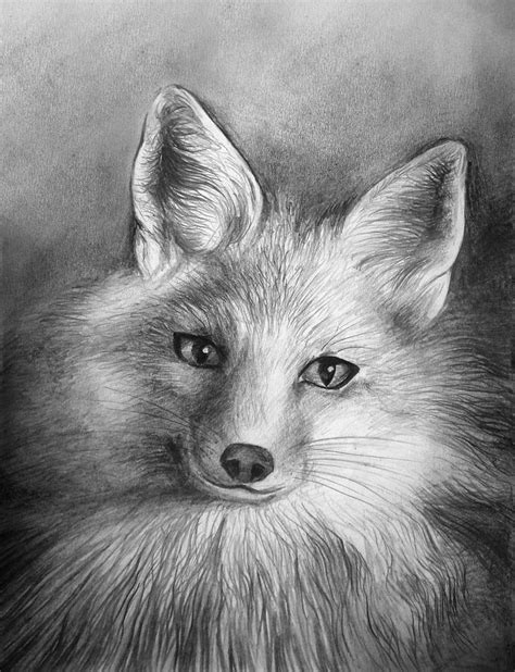 Fox. Pencil drawing Drawing by Sofia Goldberg - Pixels