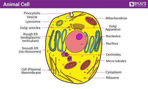 Cell Structure Animal Cell Animal Cell Structure Animal Cells Worksheet ...