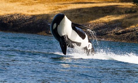 Why Orcas Are Attacking Boats, Study Explains - GreekReporter.com