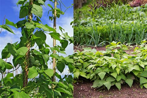 Bush Beans vs Pole Beans: Which Should You Be Growing?